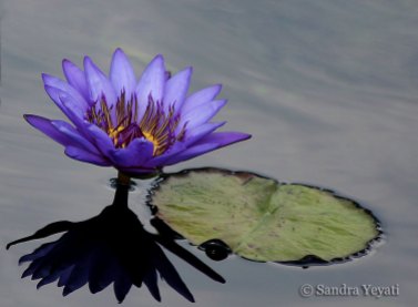 Water-Lilly